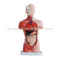 human anatomy male mini torso model 26cm(15parts),Human body model